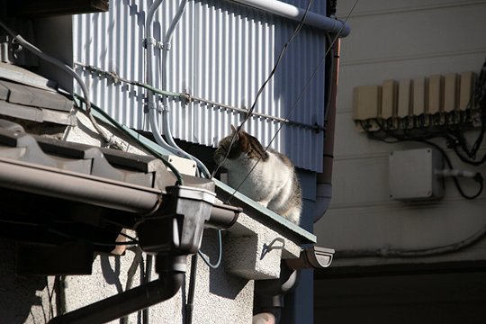 太田区のねこ