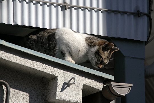 太田区のねこ