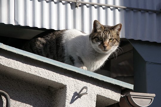 太田区のねこ