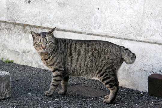 太田区のねこ
