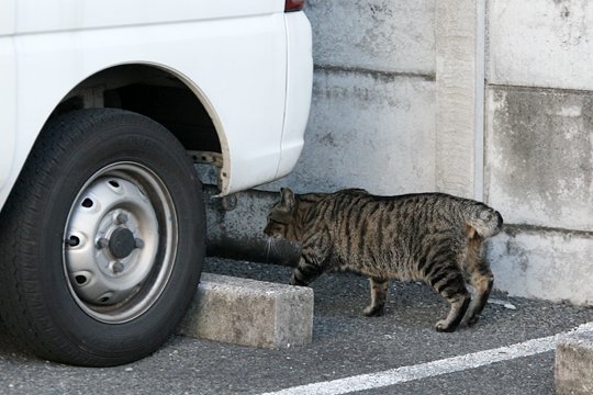 太田区のねこ