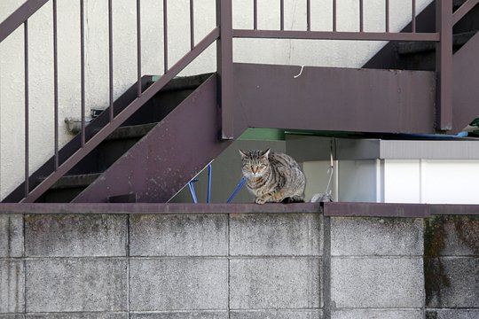 太田区のねこ