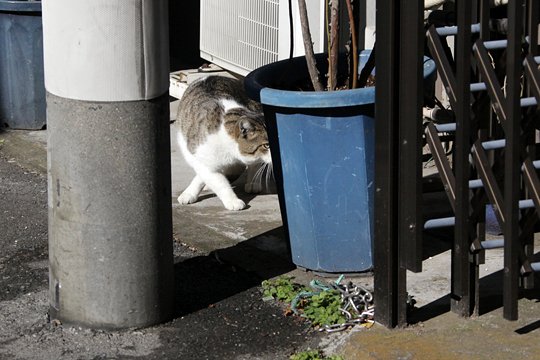 太田区のねこ