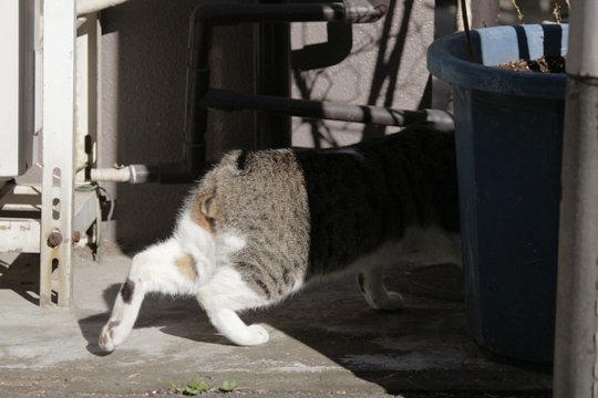 太田区のねこ