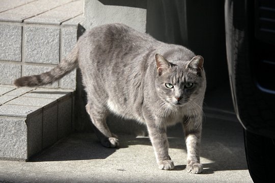 太田区のねこ