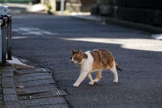 太田区のねこ