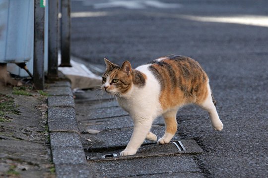 太田区のねこ