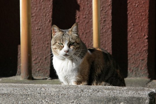 太田区のねこ