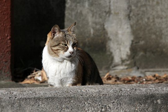 太田区のねこ