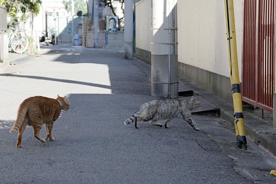 太田区のねこ