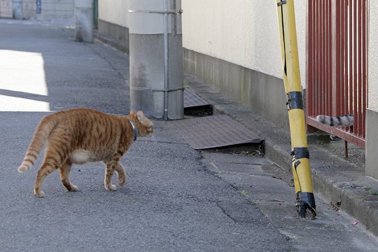 太田区のねこ