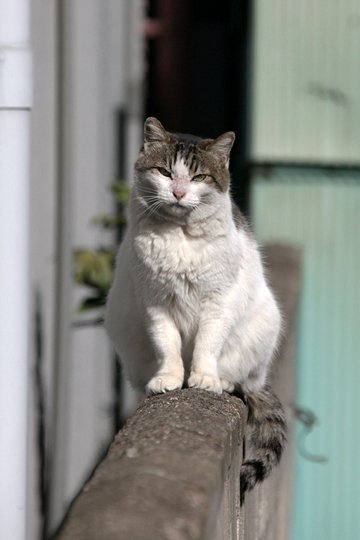 太田区のねこ