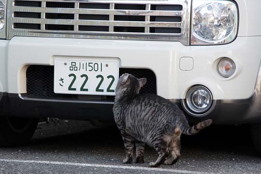 太田区のねこ