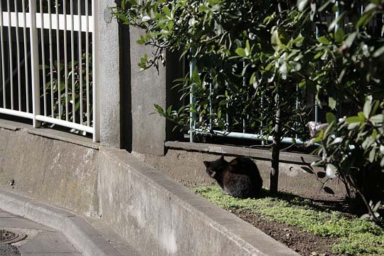 太田区のねこ