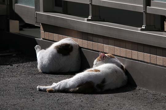 太田区のねこ