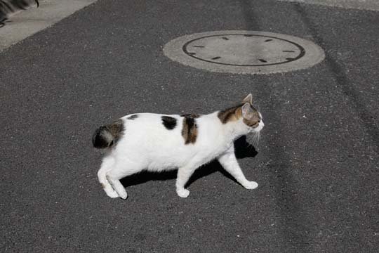 太田区のねこ
