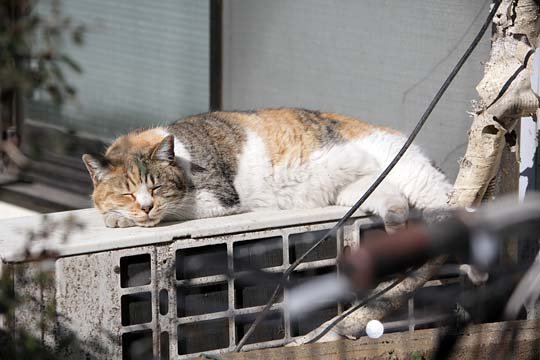 太田区のねこ