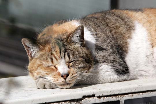太田区のねこ