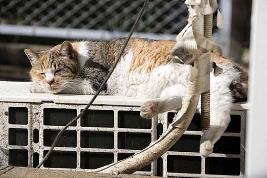 太田区のねこ