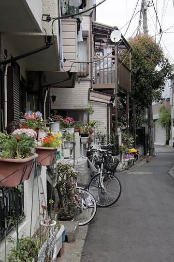 太田区のねこ
