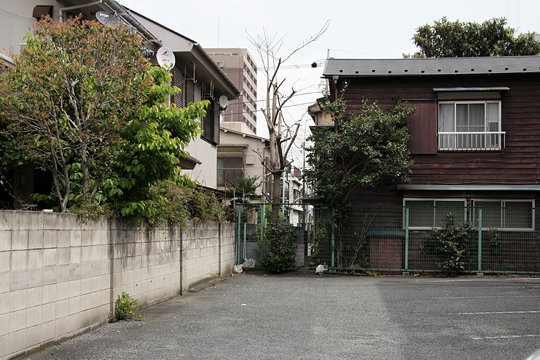 太田区のねこ