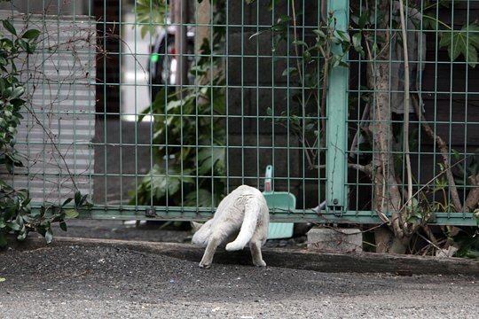 太田区のねこ