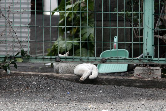 太田区のねこ