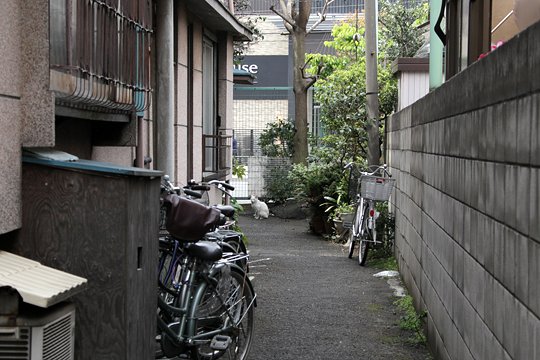 太田区のねこ