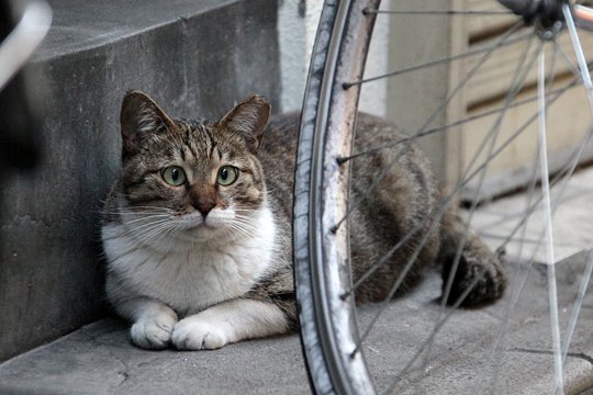 太田区のねこ