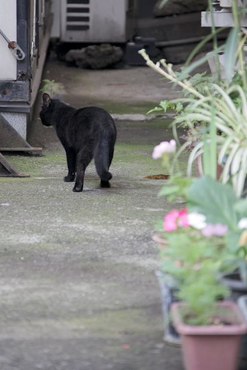 太田区のねこ