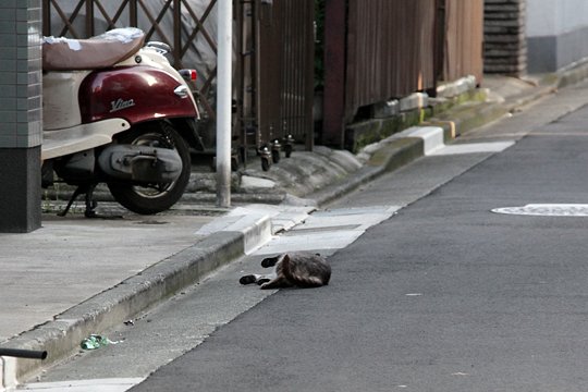 太田区のねこ