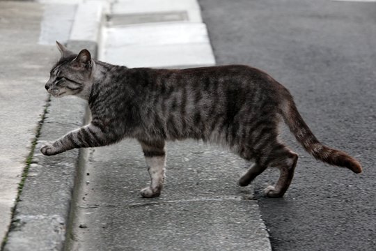 太田区のねこ