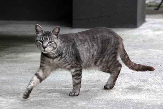 太田区のねこ