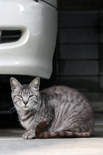 太田区のねこ