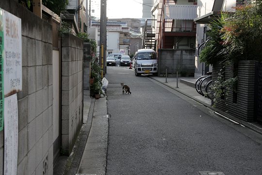 太田区のねこ