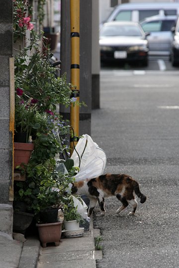 太田区のねこ