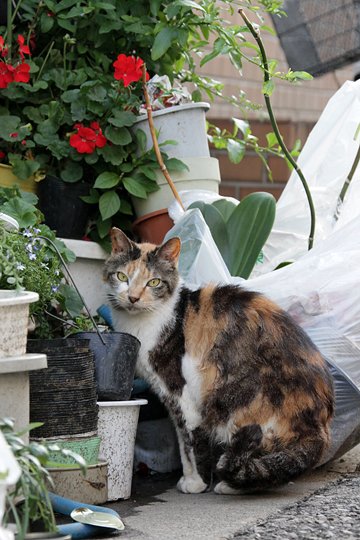 太田区のねこ
