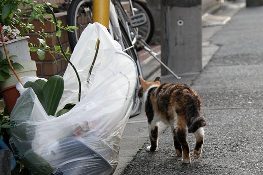 太田区のねこ