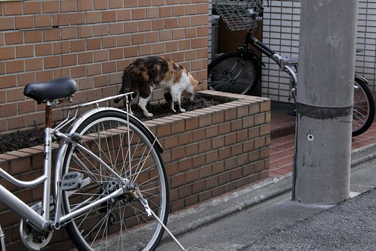 太田区のねこ