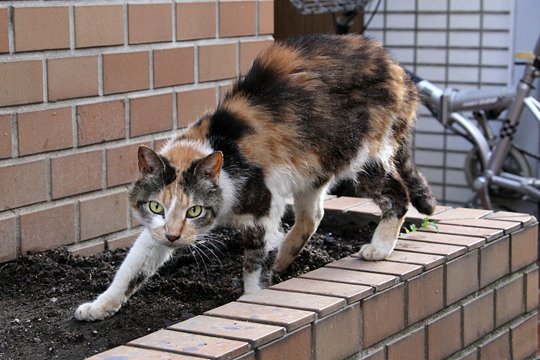太田区のねこ