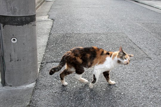 太田区のねこ