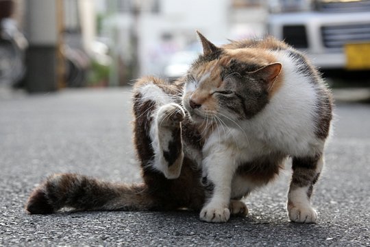 太田区のねこ
