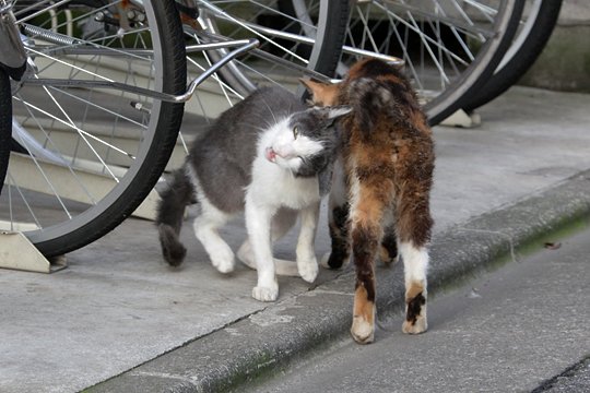 太田区のねこ