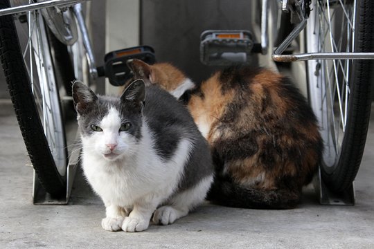 太田区のねこ