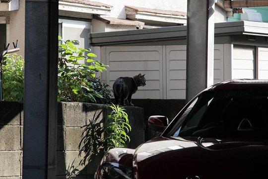 太田区のねこ