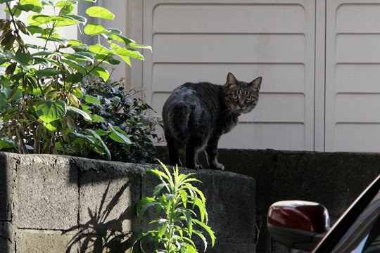 太田区のねこ