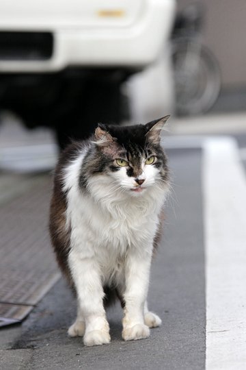 太田区のねこ