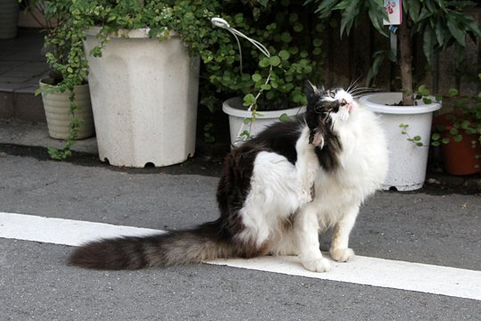太田区のねこ