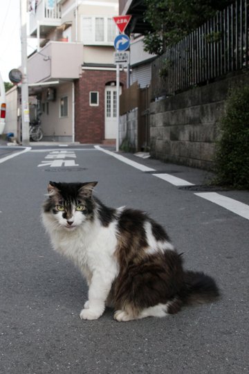 太田区のねこ