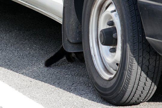 太田区のねこ